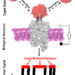 Biological nanopore-based sensor