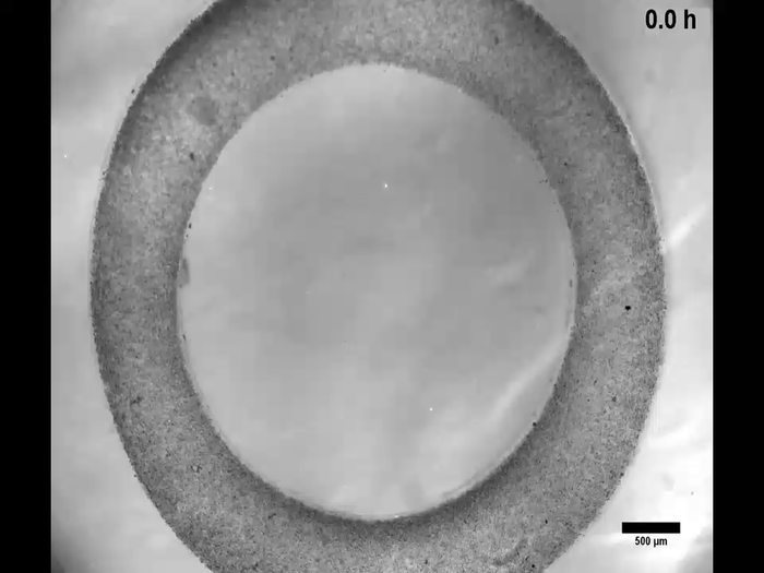 Self-assembling cells