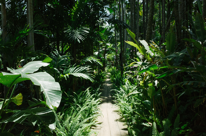 A variety of plants