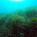 Seagrass meadow in the Mediterranean