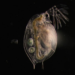 Daphnia pulex