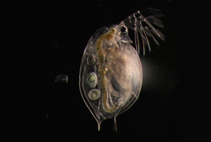 Daphnia pulex