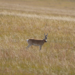 Gazelle in Mongolia