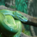 A green tree python