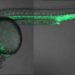 Zebrafish Embryo