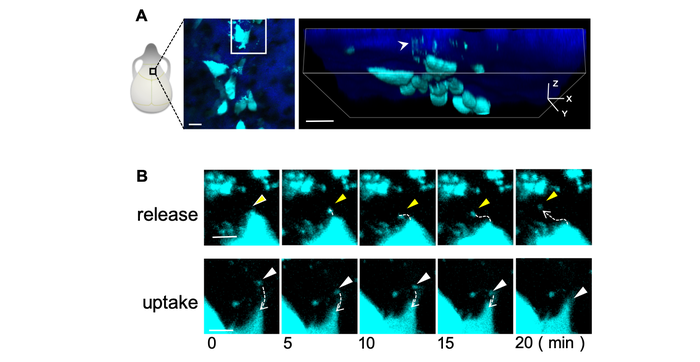 Fig.1