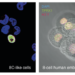 8 Cell like cells compared to human embryo at 8 cell stage