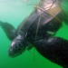 Entangled leatherback turtle