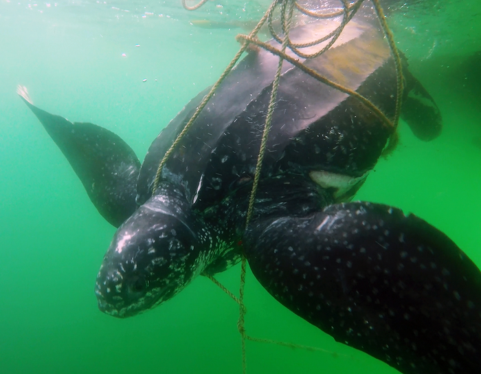 Entangled leatherback turtle