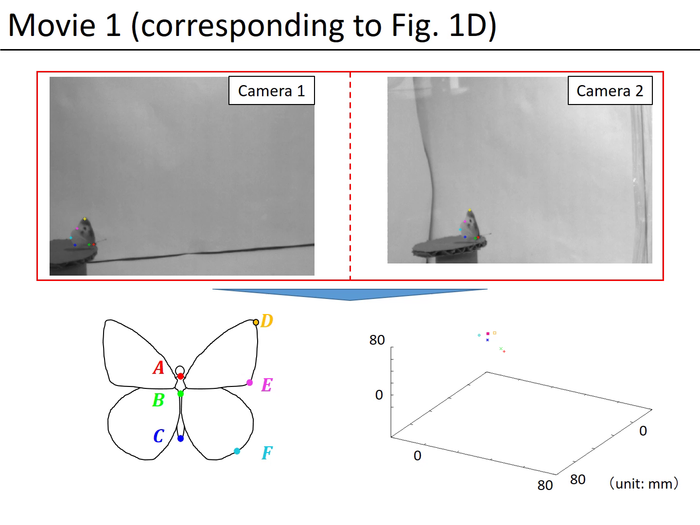 A butterfly at take-off and the trajectory of characteristic points