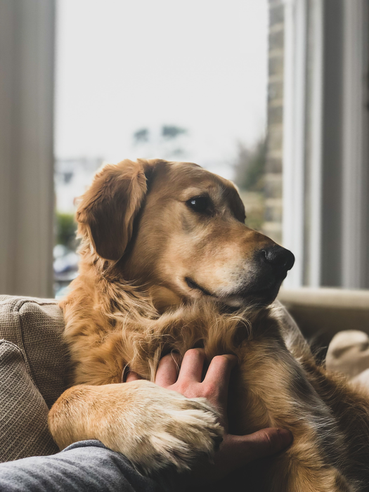 A dog and their owner