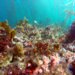 Biodiverse kelp forest