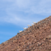 Bighorn sheep