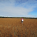 First author, V. Tremblay, in a soybean field in Quebec.