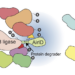 Biotinylation of interacting proteins in a protein degrader-dependent manner