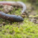 Earthworm (lumbricus terrestris)