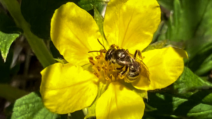 Silverweed