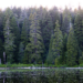 Dense stands of Douglas fir trees in the Klamath Mountains