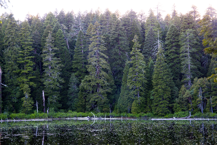 Dense stands of Douglas fir trees in the Klamath Mountains