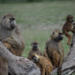 Wild yellow baboons (Papio cynocephalus)