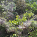 Social spider colony (Anelosimus eximius) in French Guyana.