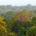 Tropical forest canopy