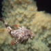 Antarctic spiny plunderfish