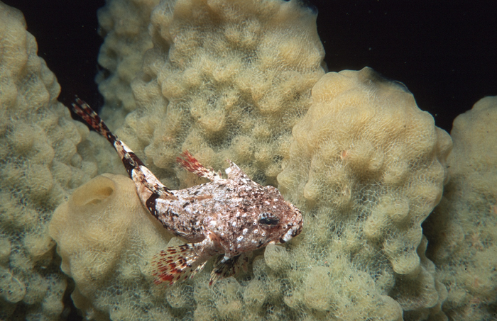 Antarctic spiny plunderfish