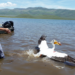 Pelican release at Strawberry Reservoir