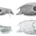 CT scans of prehistoric mammals' skulls