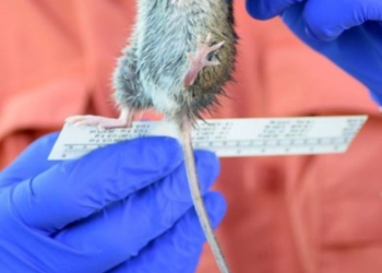 Marsh rice rat