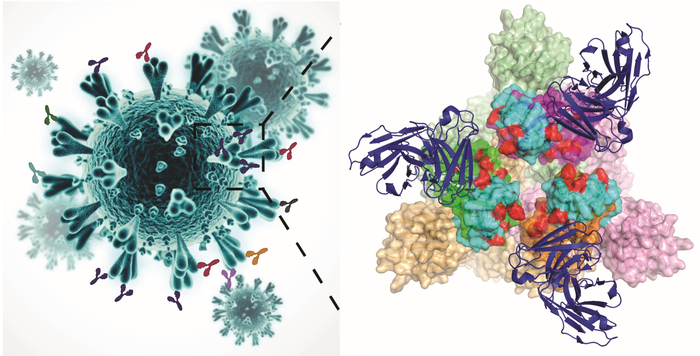 Mutations in SARS-CoV-2 spike protein receptor-binding domains may result in escape variants resistant to therapeutics and vaccines