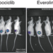 Effect of palbociclib on ATLL tumors in mice