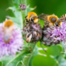 Ivy bees on thistle