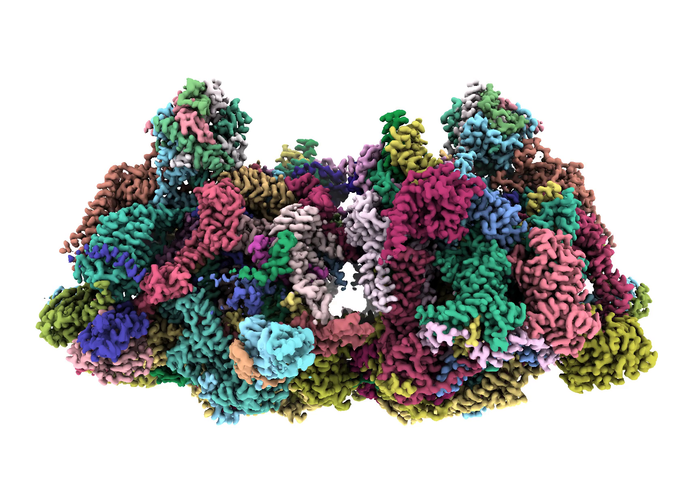 New Technology Solves Mystery of Respiration in Tetrahymena