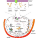 Schematic of corisin's role in lung fibrosis