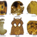 Representative insect subfossils of likely introduced taxa.