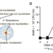 Mycobacterial extracellular infection of red blood cells