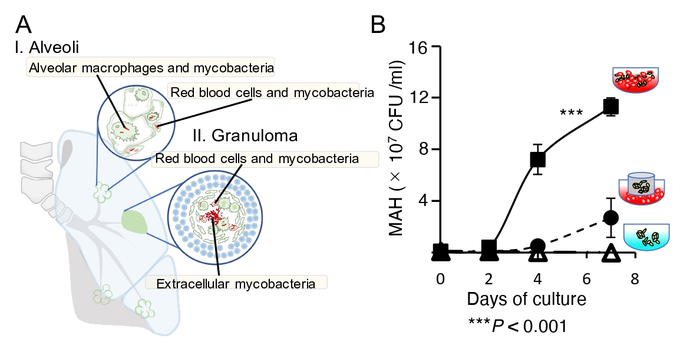 Mycobacterial extracellular infection of red blood cells