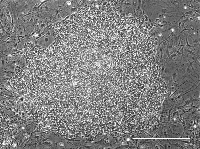 Monkey iPSCs with edited CCR5 locus growing in culture