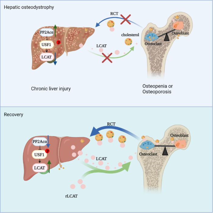 The appropriate intracellular cholesterol levels could promote osteoblast function and inhibit osteoclast differentiation