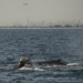 Humpback Whale in NY