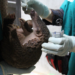 Pangolin health sampling