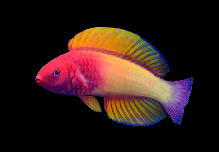 Rose-Veiled Fairy Wrasse