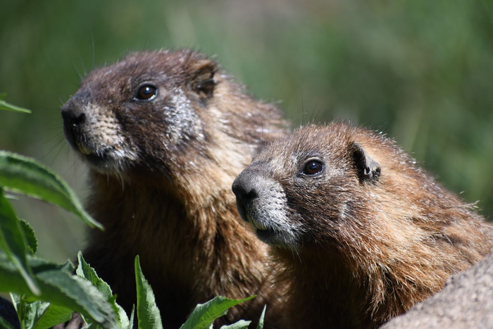 Marmots