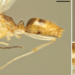 Images of the male ant B. chinensis found in Naples and genetically identified by the IBE research team.