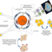 Combined PDT/PTT approaches for the treatment of brain tumors