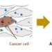 Triggering Cellular Apoptosis by Optical Targeting