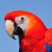 Scarlet macaw