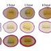 Comparison of dye penetration into the egg whites at different temperatures